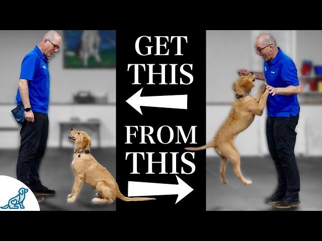 Teach Your Dog To Stop Jumping Up In 4 Simple Steps!