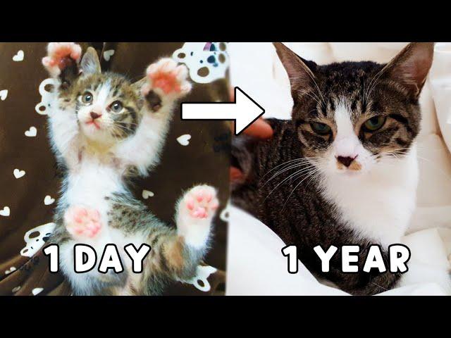 A Kitten Rescued From the Street, a Record of 300 Days after Adoption