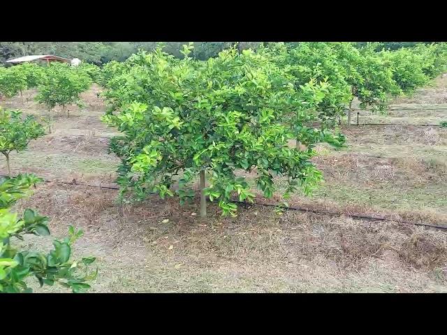 mantenimiento en limon persa alta densidad 3x3 1100 plantas por hectárea