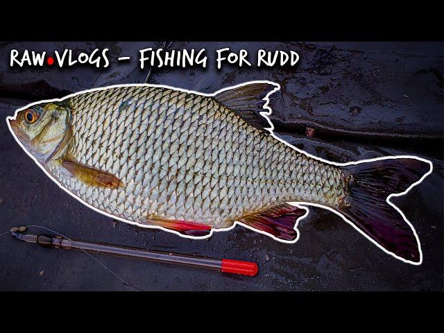 Float fishing for BIG shoals of RUDD