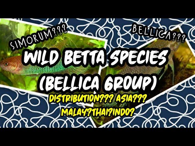 Betta Bellica Group (Wild Betta Species) | WILD BETTA