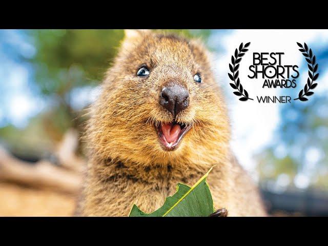 The Truth About The Happiest Animals In The World - Quokka Documentary