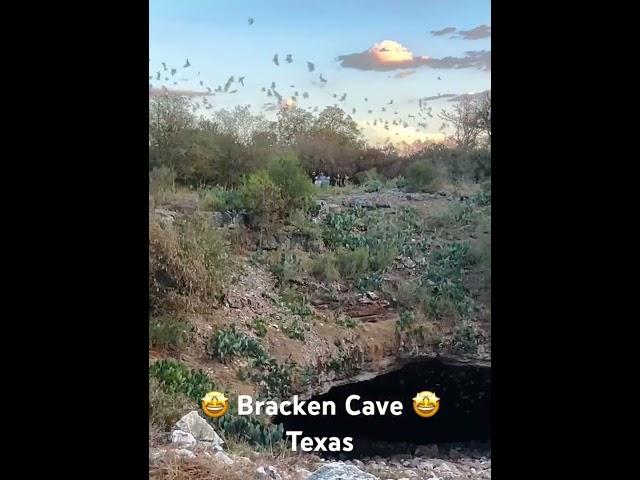 The largest colony of bats in the world, AMAZING Bracken Cave, Texas visit #bats #texas #cave