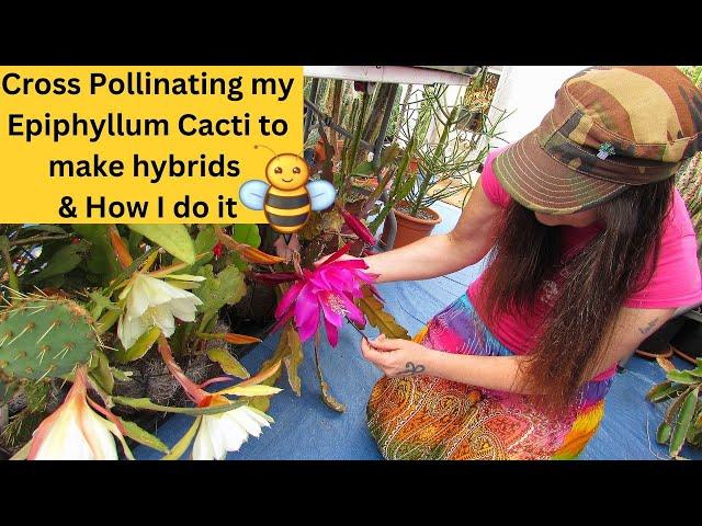 Cross Pollinating my Epiphyllum Cacti to make Hybrids & How I do it #cactus  #cacti #cactusplants