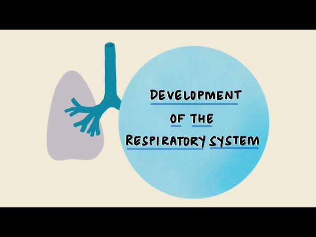 Development of the Respiratory System | Stages of Lung Development | Embryology