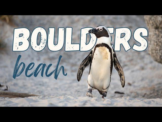 Discovering the adorable African Penguin colony at BOULDERS BEACH in Cape Town, South Africa.