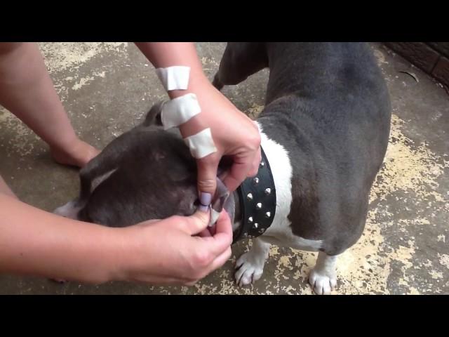 How to tape Amstaff ears using Elastoplast tape