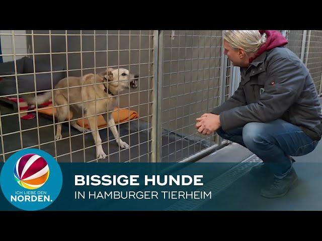 Schlecht erzogen: Bissige Hunde im Tierheim in Hamburg