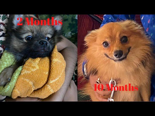 Cute Culture Pomeranian 2 Months To 10 Months Old #cute #culturepom #puppy #toys #pom