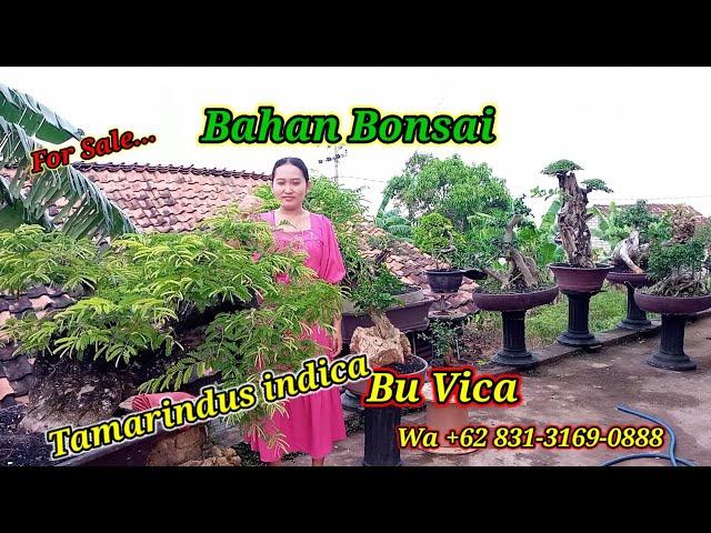 Di jual... Bahan Bonsai Asem Jawa dll Bu Vica Wa +62 831-3169-0888