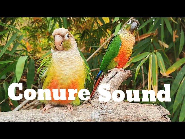 conure sound , green cheek conure sound 1 hour morning bird song My bird chirps in the morning