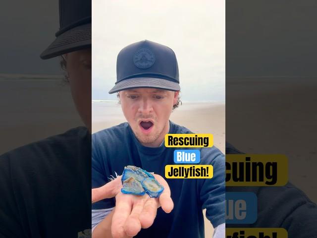 Rescuing a LOT of BLUE Jellyfish!🪼 #animals #nature #shorts