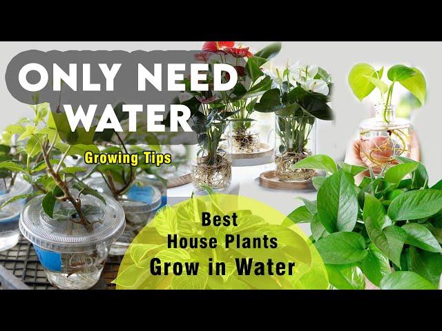 Best 20 Indoor Plants that Only Need Water | houseplants you can grow in water | Water plant details