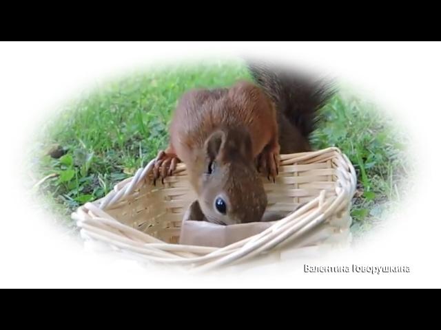 Забавные, русские белки. Funny Russian squirrels.