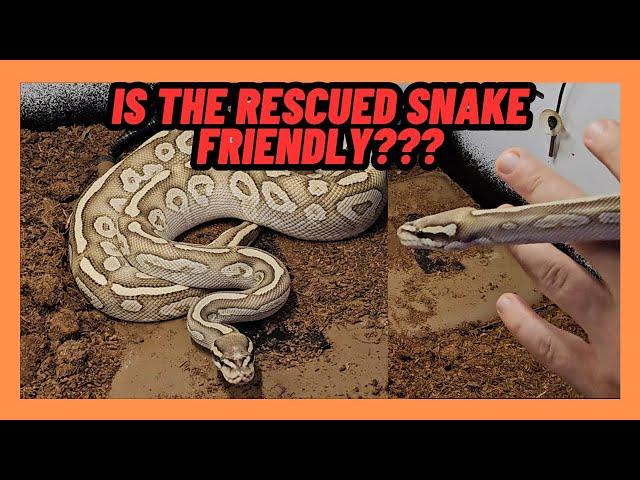 RESCUED BALL PYTHON! HOW FRIENDLY IS SHE??? 