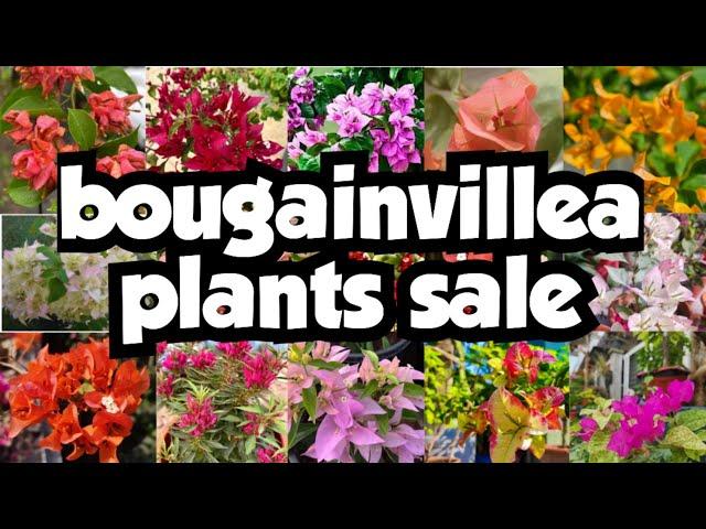 Bougainvillea plants sale||sera's gardens||06-03-25