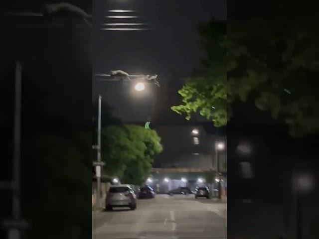 Агент Енот. Миссия выполнима.