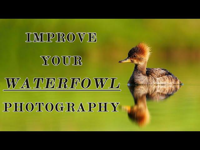 Improve Your WaterFowl Photography - 5 Easy Steps