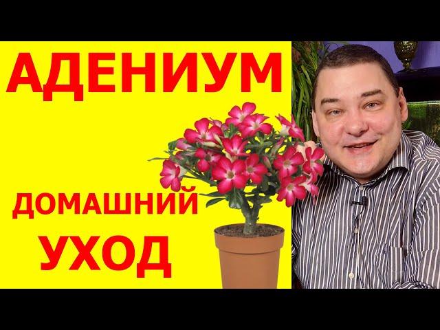 Адениум. Уход в домашних условиях. Подробно обо всех нюансах