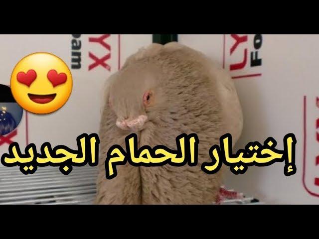 بدأت في اختيار الحمام - رأيكم في الاختيار 