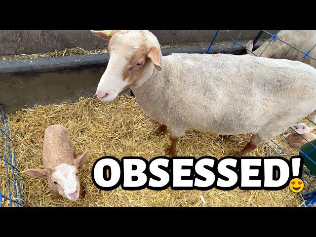 Twins, triplets, quads, quints... AND ONE RED LAMB!!! | Vlog 742