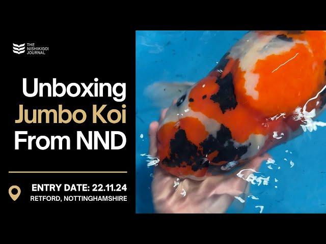 Massive Koi Unboxed: 7-Month Jumbo Tosai and 83cm Sanke! | The Nishikigoi Journal | EP #063