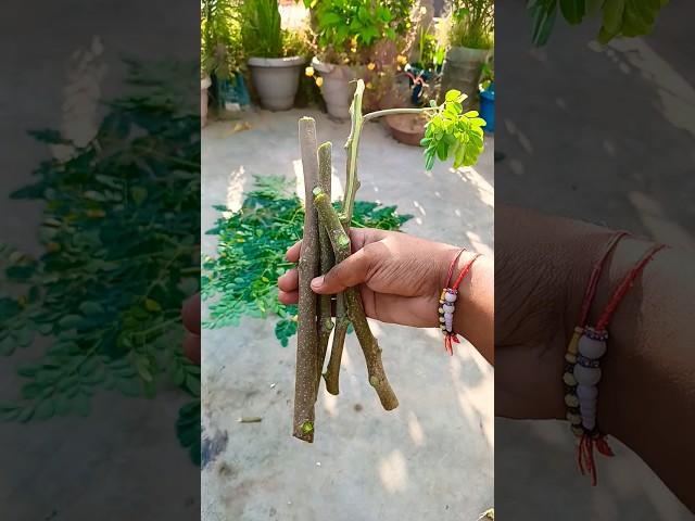 Moringa plant cutting || Drumsticks propagation Sehjan #shorts #youtubeshorts