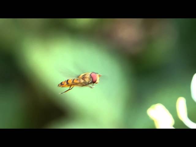 Hain Schwebfliege (Episyrphus balteatus)