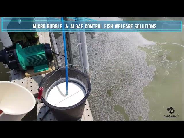 Fish Welfare Solutions Eco-Friendly Algae Control