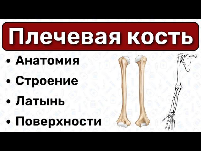 Плечевая кость: строение, поверхности, латынь / Анатомия, остеология