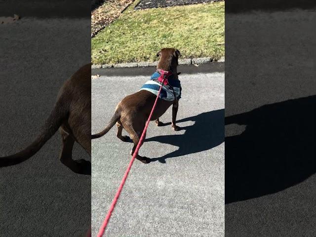 Dog harness: 3 years of owning this harness & it still holds my 100-lb dog