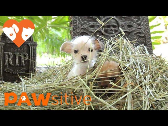 Rescue Puppies Emerge from The Graveyard to Haunt You | PAWsitive 