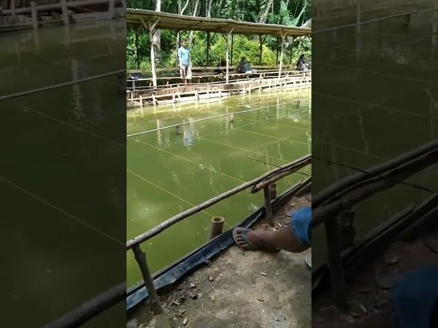 Mancing ikan Mas kolam Pringgondani