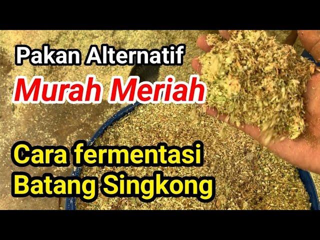 BAHAN INI SERING DIABAIKAN !! Begini Cara fermentasi batang singkong untuk pakan ternak murah Meriah