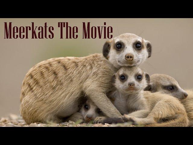 Meerkats - The Movie