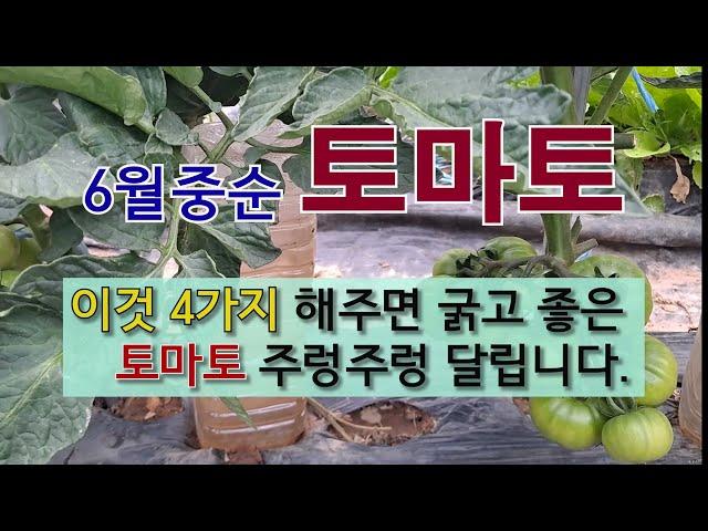 6월 중순 토마토 이것 4가지 해주면 굵고 좋은 토마토 주렁주렁 달립니다. #방울 토마토 키우기 #토마토 잘 가꾸는 방법 #토마토 곁순 제거와 적심하기 #방울 토마토 곁순 제거.