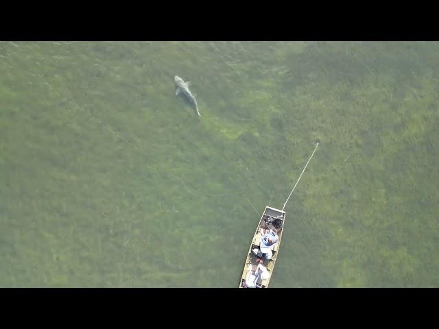 Shark and fisherman they have no idea  caladesi Island 7/28/23