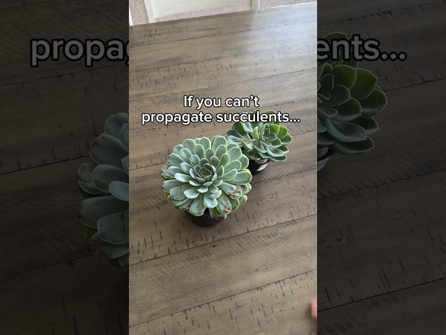 Watch this if you struggle with succulent propagation #succulentpropagation #succulents