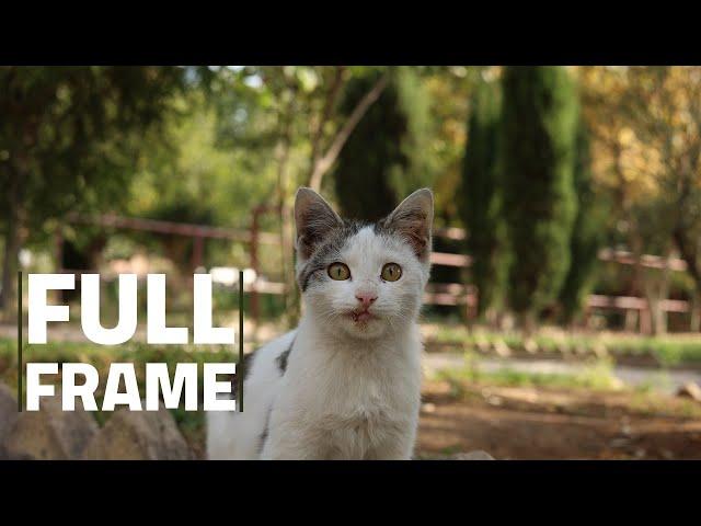 Full Frame Camera چرا دوربین فول فریم بهتره ؟