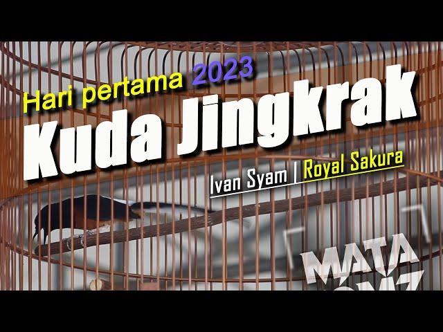MURAI BATU KUDA JINGKRAK Hari Pertama di Tahun 2023 | Ivan Syam | Royal Sakura