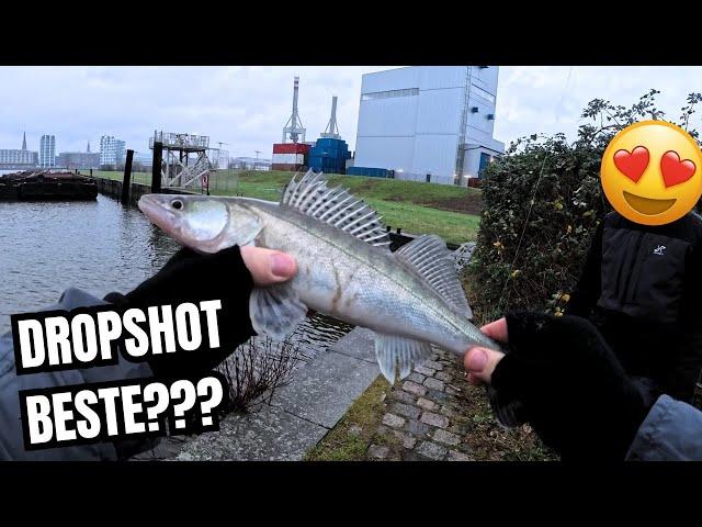 DROPSHOT die beste Methode zum Zander angeln im Winter? 