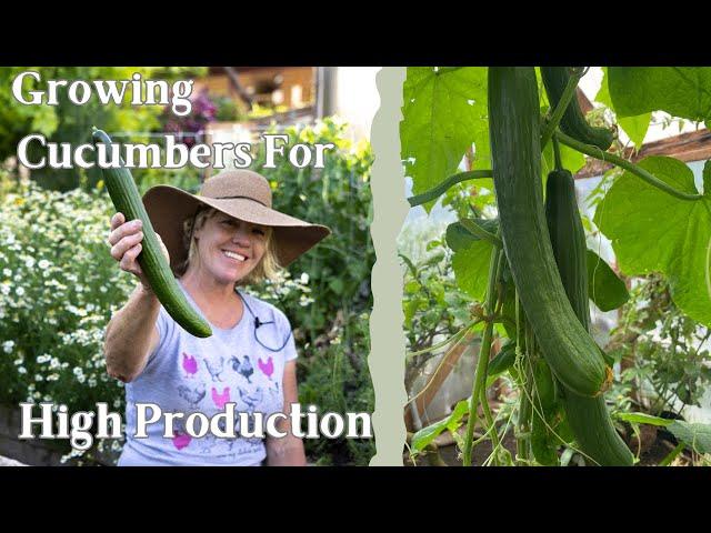 Cucumber Tips for High Productivity | Fertilizing Cucumbers