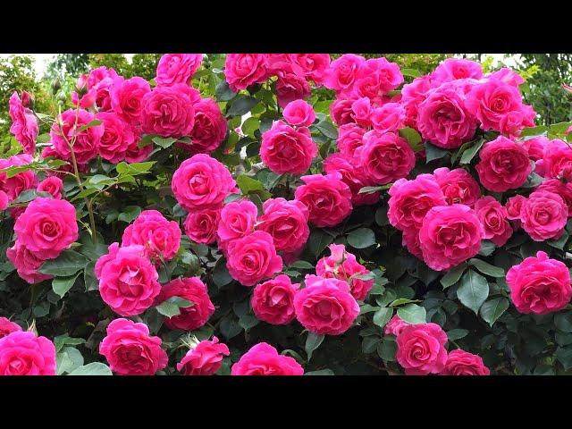 【4K】京成バラ園（千葉県）2024年5月8日の開花状況  May 8,2024　Spring roses　Japanese rose garden