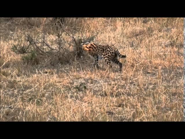 Serval cat hunting