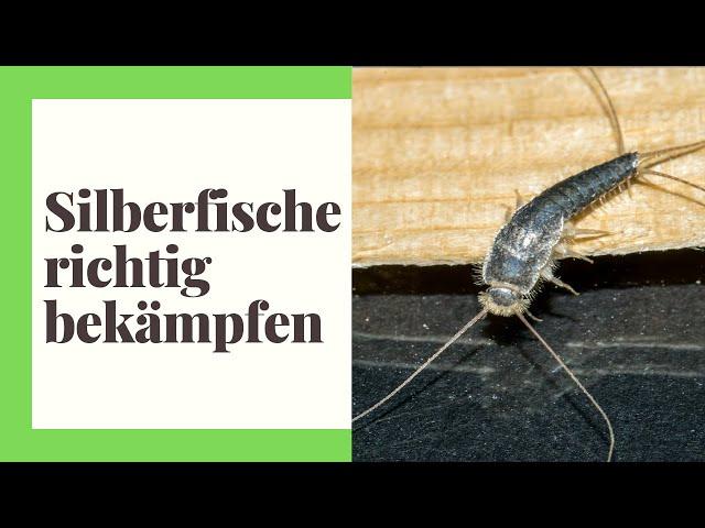 Silberfische bekämpfen - So werden Sie Silberfischchen ganz einfach los (praktische Tipps)