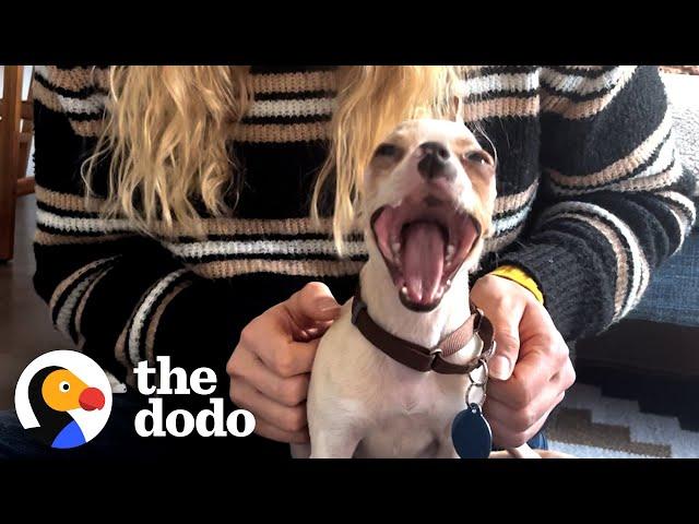 Meet The World's Smallest Pit Bull | The Dodo