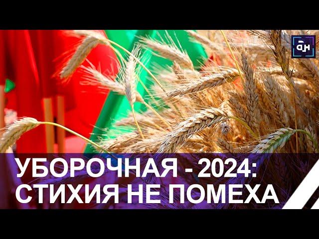 Уборочная кампания -2024: Более 2,6 млн тонн зерна с учетом рапса собрали аграрии Беларуси. Панорама