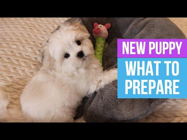 BRINGING HOME A NEW PUPPY : First steps and what to prepare 