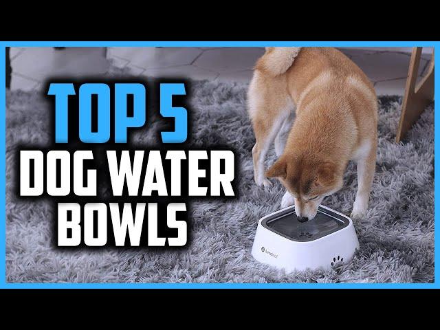 Top 5 Best Splash Proof Dog Water Bowls in 2024