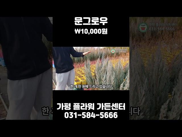 사계절 내내 푸른 문그로우 특가판매!!